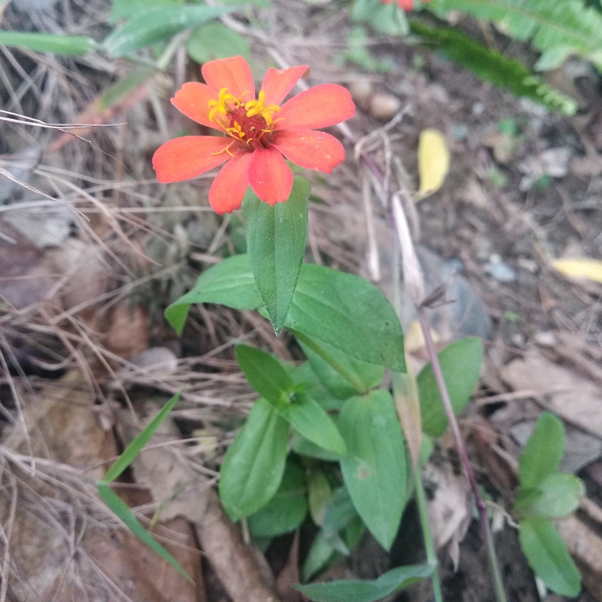 Zinnia peruviana image