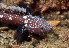 Andromeda Goby photo 5