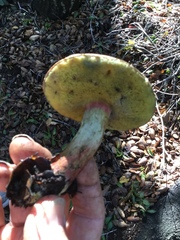 Xerocomellus mendocinensis