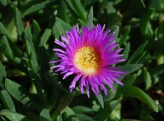 Carpobrotus aequilaterus