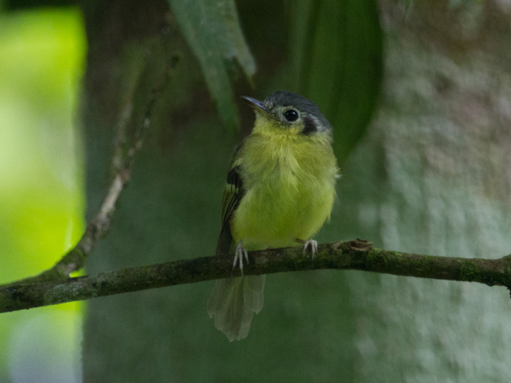 Venezuelan Bristle-Tyrant photo