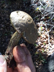 Xerocomellus mendocinensis