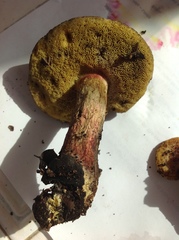 Xerocomellus mendocinensis