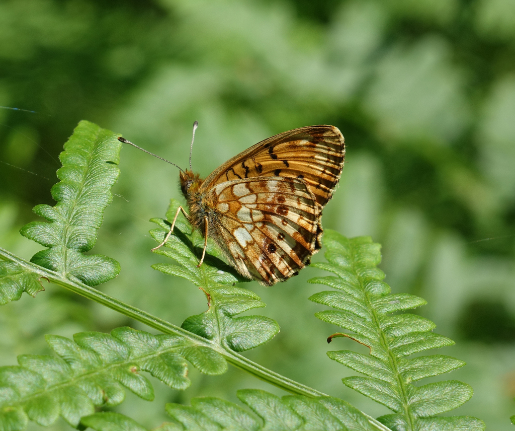 Lesser Marbled Fritillary