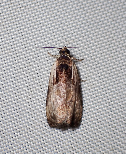 Olethreutes exaeresimum