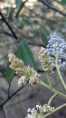 Ceanothus arboreus
