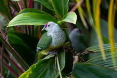 Lilac-Crowned Fruit Dove photo 2