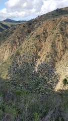 Ceanothus arboreus