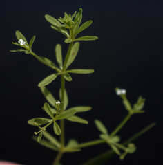Galium tinctorium
