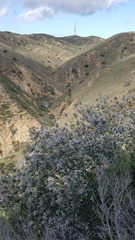 Ceanothus arboreus
