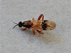 Benhamyia apicalis