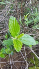 Ceanothus arboreus