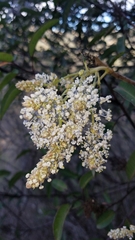 Ceanothus arboreus