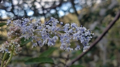Ceanothus arboreus
