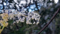 Ceanothus arboreus