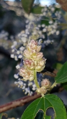 Ceanothus arboreus