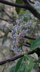 Ceanothus arboreus