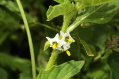Solanum nitidibaccatum