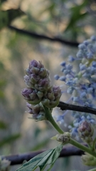 Ceanothus arboreus