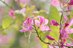 Bauhinia × blakeana