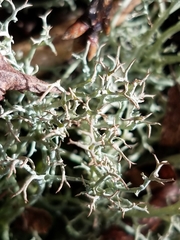 Cladonia portentosa image