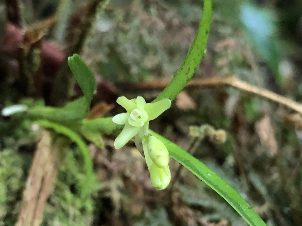 Epidendrum glumarum