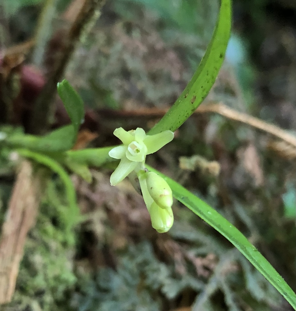 Epidendrum glumarum Hamer & Garay 2