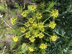 Lomatium insulare