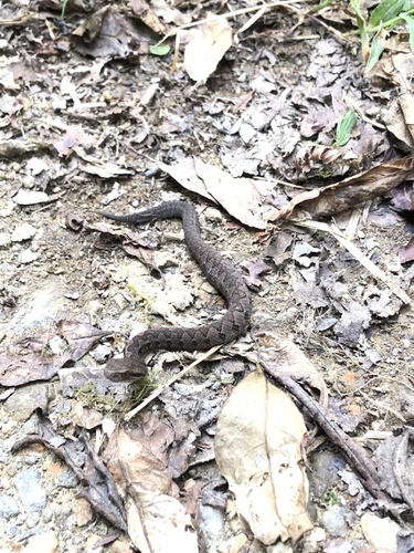 Wilson's Montane Pitviper
