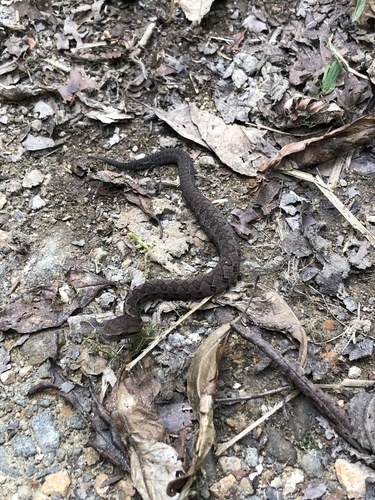 Wilson's Montane Pitviper