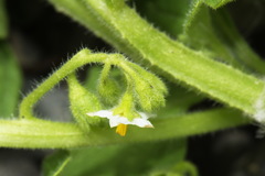 Solanum nitidibaccatum