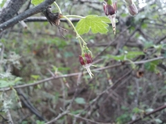 Ribes divaricatum pubiflorum