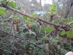 Ribes divaricatum pubiflorum