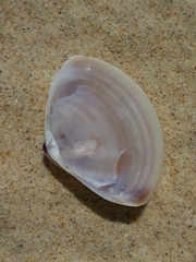 Austromactra rufescens