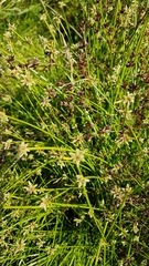 Isolepis inundata