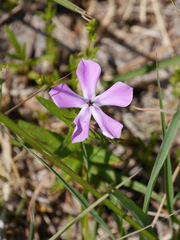 Phlox cuspidata