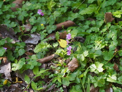 Eurema blanda arsakia