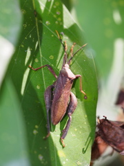Pseudomictis obtusispinus