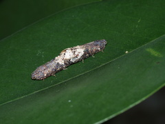 Arcesis threnodes