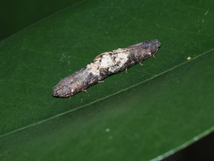 Arcesis threnodes