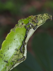 Gymnoscelis tristrigosa