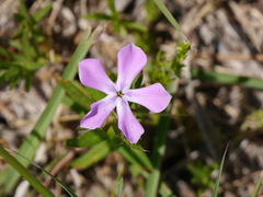 Phlox cuspidata