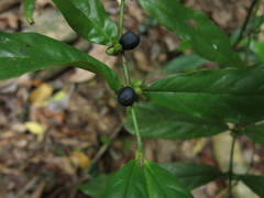Lasianthus chrysoneurus