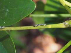 Gymnoscelis tristrigosa
