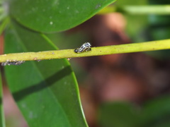 Gymnoscelis tristrigosa
