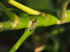 Gymnoscelis tristrigosa