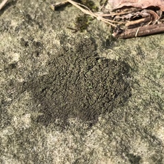 Willeya diffractella