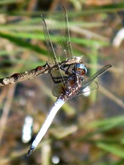 Orthetrum azureum