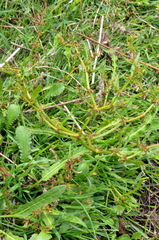 Rumex flexuosus