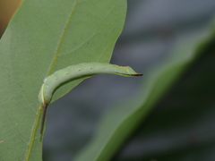 Marumba cristata bukaiana